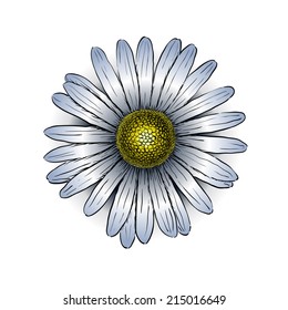 Camomile flower isolated on white background. Vector illustration