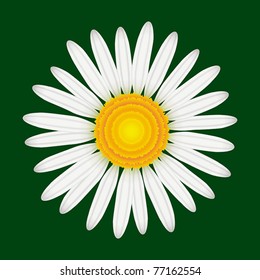 Camomile flower isolated, vector, EPS 8, CMYK.