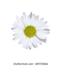 Camomile flower made with mesh vector illustration.