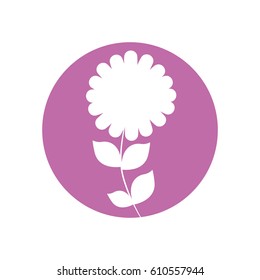 camomile flower natural icon vector illusration eps 10