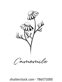 Camomile Flower Sketch Ink Vector Illustration
