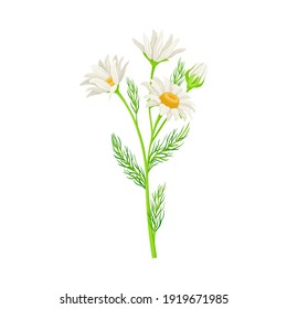 Camomile Flowering Plant Specie on Stem as Medical Herb Vector Illustration