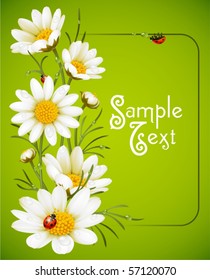 Camomile frame