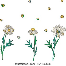 camomile gradient set isolated on white