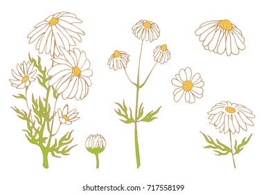 camomile hand drawn vector set