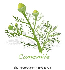 Camomile illustration vector isolated