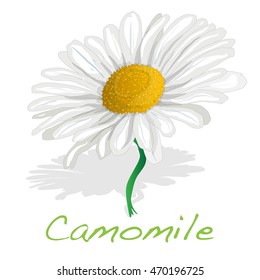 Camomile illustration vector isolated