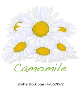 Camomile illustration vector isolated