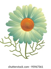 camomile isolated on white