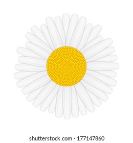 Camomile isolated on white background, vector eps10 illustration