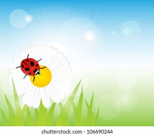 Camomile with ladybird Summer vector