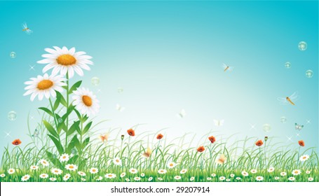camomile meadow