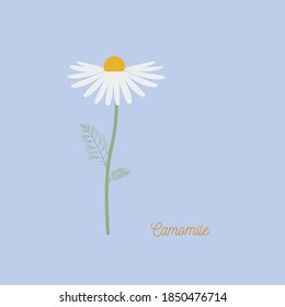 Camomile medical vector illustration. Chamomile floral background. Camomile pattern