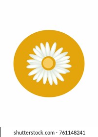 Camomile on a white background