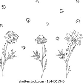 camomile set black and white