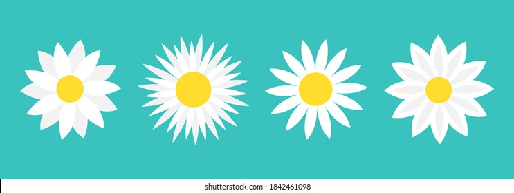 Camomile set line. Four white daisy chamomile icon. Cute round flower plant collection. Love card symbol. Yellow circle. Growing concept. Flat design. Green background. Isolated. Vector illustration