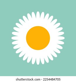 Camomile with thin petals vector illustration. Cartoon drawing of chamomile or daisy on mint background for decoration or pattern design. Blossom, spring flowers, summer, nature concept