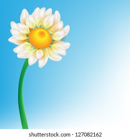 camomile vector background