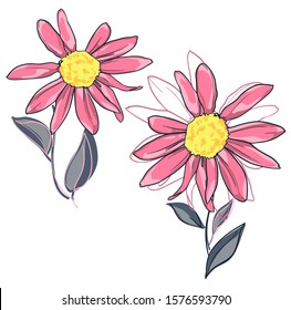 Camomile vector, Decorative picture with a camomile. Drawing sketch flower art. Vector illustration. Daisies.