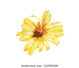 Camomile yello flower, hand drawing watercolor illustration