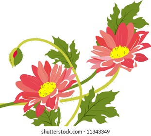 Camomiles. Bouquet.