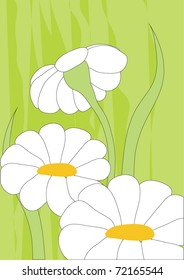 the  camomiles in a green background