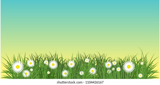 Camomiles and a green grass with blue sky bottom border. Template for summer cards for birthday and holidays. Flat vector cartoon illustration. Objects isolated on a white background.