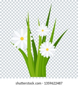 Camomiles and a green grass on transparent background bottom border. Template for summer cards for birthday and holidays. Flat vector cartoon illustration.