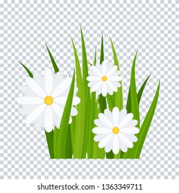 Camomiles and a green grass on transparent background bottom border. Template for summer cards for birthday and holidays. Flat vector cartoon illustration.