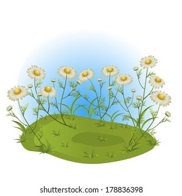 camomiles on a glade. vector illustration