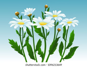 Camomiles vector illustration. Summer realistic daisy, camomile flowers. Sky background