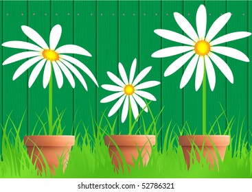 camomles on background fence