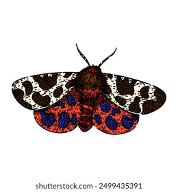 camouflage night moth hand drawn. metamorphosis lepidoptera, scales flutter, crepuscular pheromones camouflage night moth vector sketch. isolated color illustration