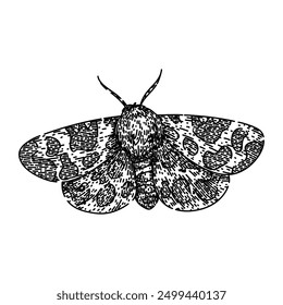 camouflage night moth hand drawn. metamorphosis lepidoptera, scales flutter, crepuscular pheromones camouflage night moth vector sketch. isolated black illustration