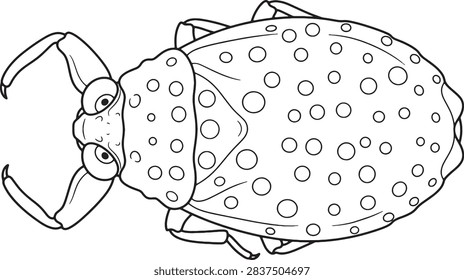Camouflaged Toad Bug Top Down Line Art Outline Illustration