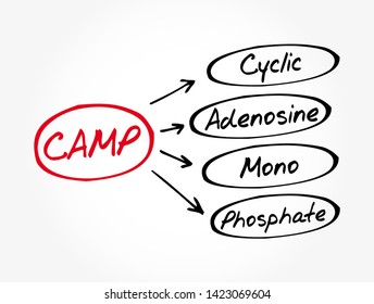 CAMP Cyclic Adenosine MonoPhosphate - second messenger important in many biological processes, acronym text concept background