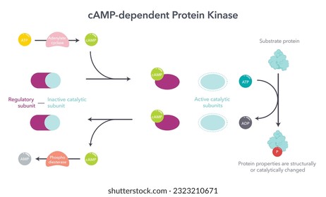 cAMP dependent protein kinases scientific vector illustration