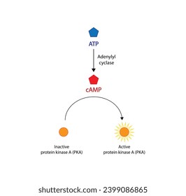 cAMP dependent protein kinases. cAMP, second messenger, production amplification. Protein kinase A, PKA. Vector illustration.