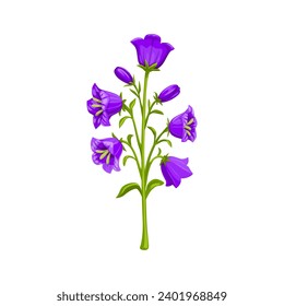 Campanula or bellflower, isolated cartoon vector plant. Charming perennial flower with delicate, iliac or purple, bell-shaped blossoms adorn forest fields and gardens with their graceful beauty