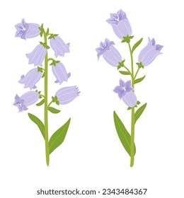 campanula champion, vector drawing bell flowers at white background, hand drawn botanical illustration