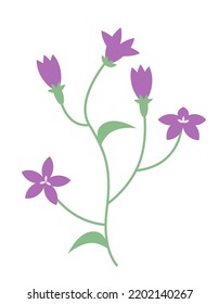 Campanula in flat style. Beautiful wildflower.