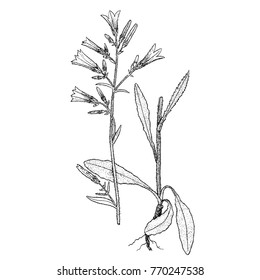 Campanula praecox illustration