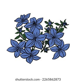 Campanula sketch. Blue bellflowers on white background. Drawing vector graphics with floral pattern for design. Vector illustration.