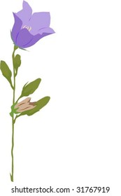campanula vector illustration