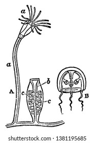 Campanularia which is showing four forms of persons, vintage line drawing or engraving illustration.