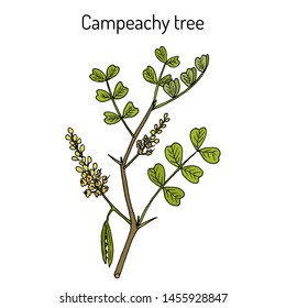 Campeachy tree (Haematoxylum campechianum), or blackwood, bluewood, Jamaica wood, logwood, medicinal plant. Hand drawn botanical vector illustration