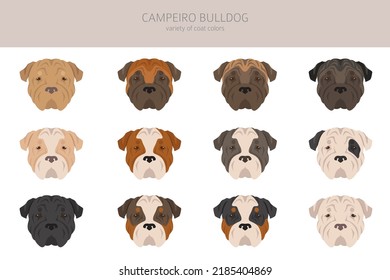 Campeiro Bulldog Clip Art. Unterschiedliche Posen, Farben für die Fellfarbe.  Vektorgrafik