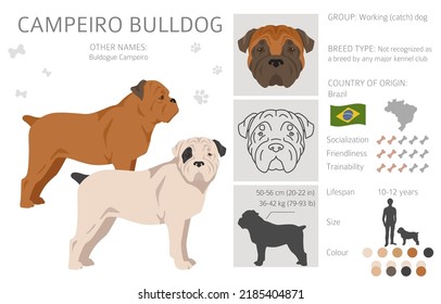 Campeiro bulldog clipart. Different poses, coat colors set.  Vector illustration