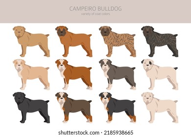 Campeiro Bulldog Clip Art. Unterschiedliche Posen, Farben für die Fellfarbe.  Vektorgrafik