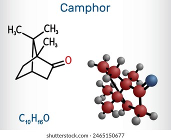 Camphor molecule. It is terpenoid and a cyclic ketone. Structural chemical formula and molecule model. Vector illustration